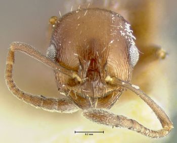 Media type: image;   Entomology 16368 Aspect: head frontal view